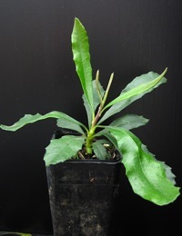 Silver Banksia four months seedling image.