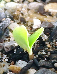 Coast Banksia germination seedling image.