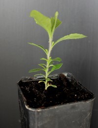 Common Apple-berry, Hairy Apple-berry, Apple Dumpling two month seedling image.