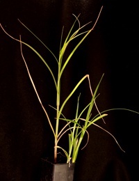 Marsh Club-rush (previously known as Scirpus medianus) six months seedling image.