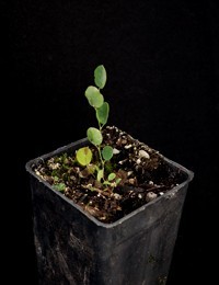 Creeping Bossiaea two month seedling image.