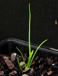 Basalt Daisy, Swamp Daisy (previously known as Brachyscome basaltica) germination seedling image.