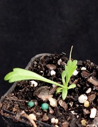 Tall Daisy two month seedling image.