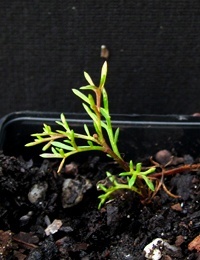 Cut-leafed Daisy two month seedling image.