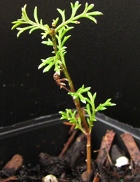 Cut-leafed Daisy four months seedling image.