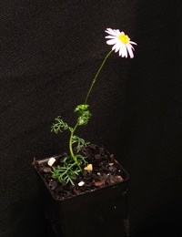 Cut-leafed Daisy six months seedling image.