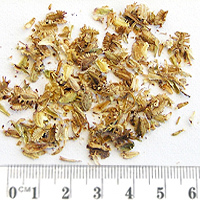 Seedling-Brachyscome-dentata-seed-6.jpg