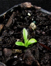 Blue Pincushion germination seedling image.