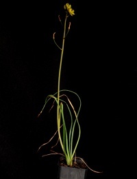 Bulbine Lily six months seedling image.