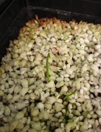 Leek Lily germination seedling image.