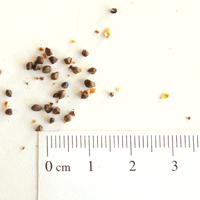 Seedling-Bulbine-bulbosa-yellow-bulbine-lily-seed-6.jpg