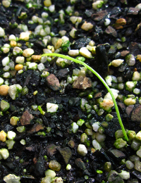 Rock Lily germination seedling image.
