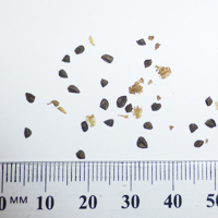 Seedling-Bulbine-glauca-rock-lily-seed-6.jpg