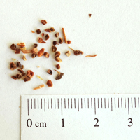 Seedling-Burchadia-umbellata-milkmaids-seed-6.jpg