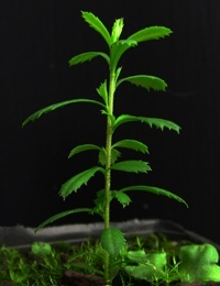 Sweet Bursaria, Blackthorn two month seedling image.