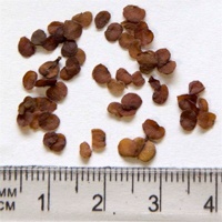 Seedling-Bursaria-Spinosa-Sweet-Bursaria-Blackthorn-Seed-6.jpg