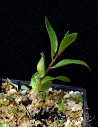Scarlet Bottlebrush (previously known as Callistemon macropunctatus) two month seedling image.