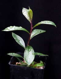 Scarlet Bottlebrush (previously known as Callistemon macropunctatus) four months seedling image.