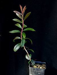 Scarlet Bottlebrush (previously known as Callistemon macropunctatus) six months seedling image.