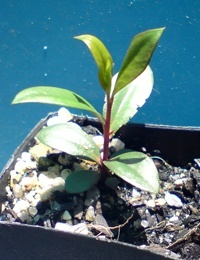 River Bottlebrush (previous known as Callistemon paludosus) two month seedling image.