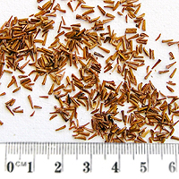 Seedling-Callistemon-pallidus-seed-6.jpg