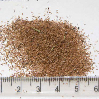 Seedling-Callistemon-pityoides-Alpine-bottlebrush-seed-6.jpg