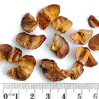 Seedling-Callitris-gracilis-seed-1-6.jpg