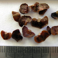 Seedling-Callitris-verrucosa-seed-6.jpg