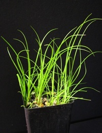 Tall Sedge four months seedling image.