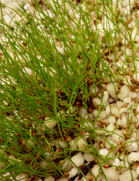 Knob Sedge germination seedling image.
