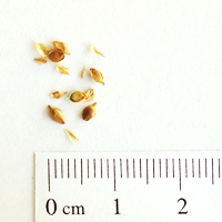 Seedling-Carex-inversa-knob-sedge-seed-6.jpg