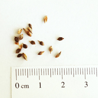 Seedling-Carex-tereticaulis-rush-sedge-seed-6.jpg