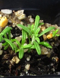 Dogwood,  Common Cassinia, Dolly Bush two month seedling image.