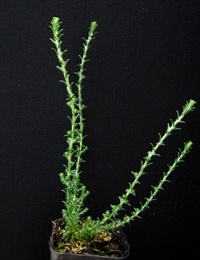 Dogwood,  Common Cassinia, Dolly Bush six months seedling image.