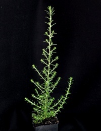 Drooping Cassinia four months seedling image.