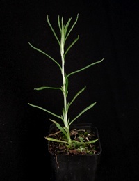 Clustered Everlasting (previously known as Helichrysum semipapposum) four months seedling image.