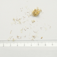 Seedling-Chrysocephalum-apiculatum-Common-Everlasting-seed-6.jpg
