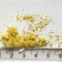 Seedling-Chrysocephalum-semipapposum-Clustered-everlasting-seed-6.jpg