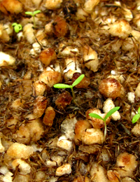 Clustered Everlasting (previously known as Helichrysum semipapposum) germination seedling image.
