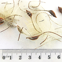 Seedling-Clematis-aristata-seed-6.jpg