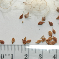 Seedling-Clematis-microphylla-Old-Mans-Beard-seed-6.jpg