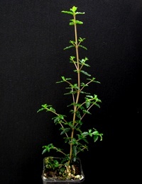 Prickly Currant-bush six months seedling image.