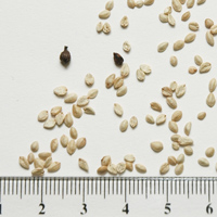 Seedling-Coprosma-quadrifida-Prickly-Currant-bush-seed-6.jpg