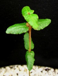 Common Correa, Native Fuschia two month seedling image.