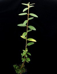 Common Correa, Native Fuschia six months seedling image.