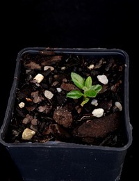 Common Correa, Native Fuschia germination seedling image.