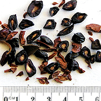 Seedling-Corymbia-citriodora-seed-6.jpg