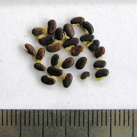 Seedling-Daviesia-latifolia-seed-6.jpg
