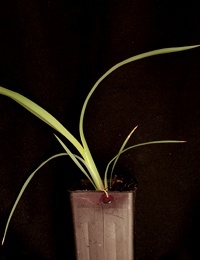 Black Anther Flax-lily, Spreading Flax-lily two month seedling image.