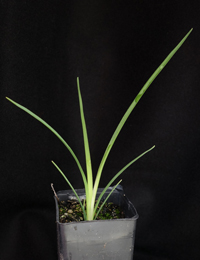 Pale Flax-lily four months seedling image.